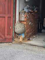 Likvidácia osieho hniezda Likvidácia osieho hniezda